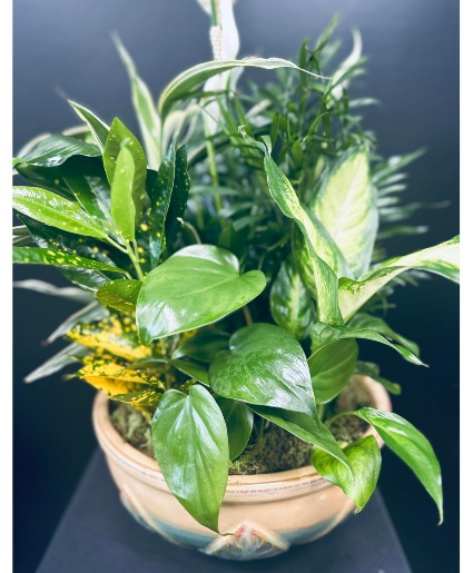 10" Dish Garden 