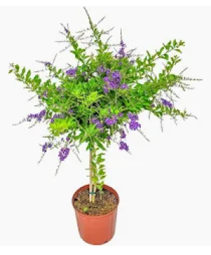10" Duranta Standard Blue Sapphire Blooming Plants in Kernersville, NC -  YOUNG'S FLORIST