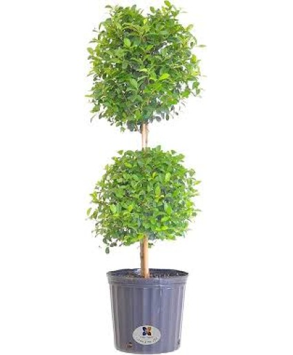 10" Eugenia Myrtifolia 2 Ball  Green Plant Topiary 