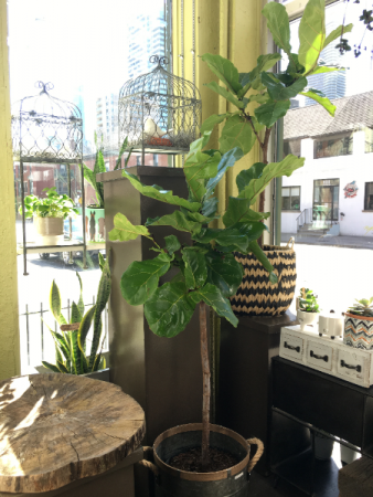 10" Fiddle Leaf Ficus Standard 10" Fiddle Leaf Ficus Standard 