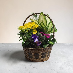 10" Flowering Dish Garden SOLD OUT
