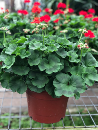 10" Geranium Planter- Assorted Colors Greenhouse