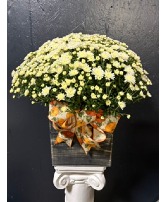 10" Hardy Mum (Various Colors) 