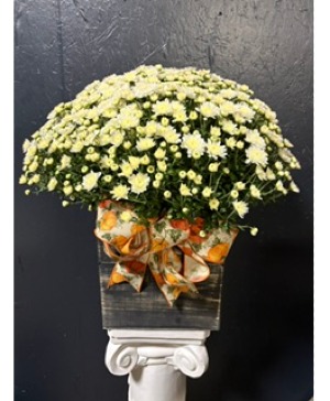 10" Hardy Mum (Various Colors) 