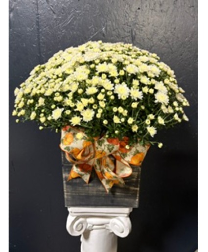 10" Hardy Mum (Various Colors) 