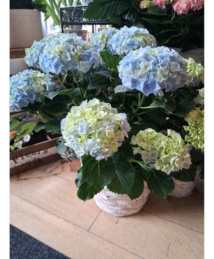 10" Hydrangea Plant  
