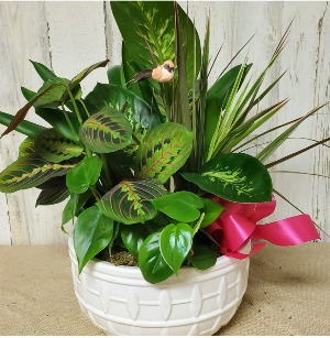 10 inch ceramic dish garden plant