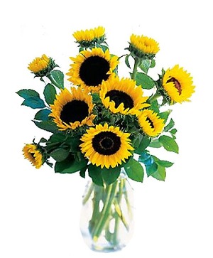 Summer Nights Sunflowers