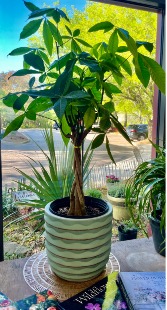 10" Money Tree Clean Air / Pet Friendly 