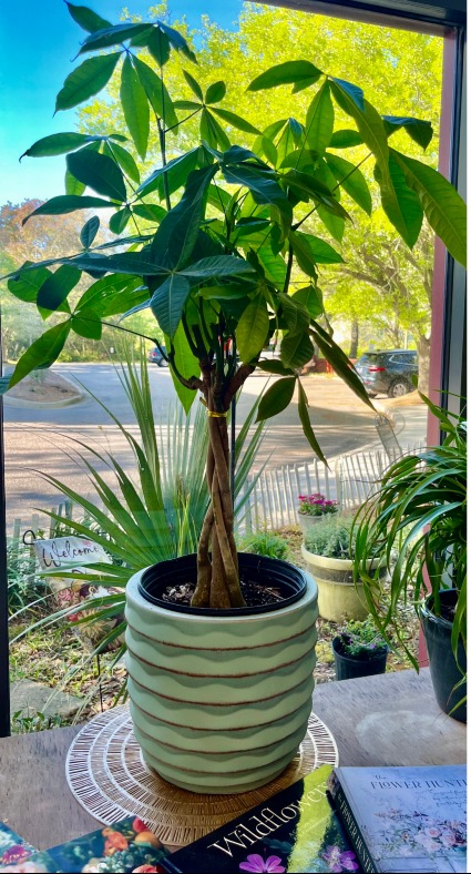 10" Money Tree Clean Air / Pet Friendly 