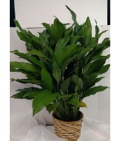 10" Peace Lily Plant (Spathiphyllum) NFS-P125