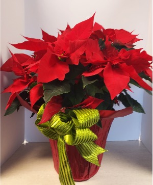 SOLD 10" Poinsettia Plant