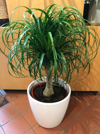 Ponytail Palm potted plant
