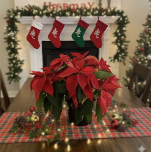 10" Premium Poinsettia Blooming Plant