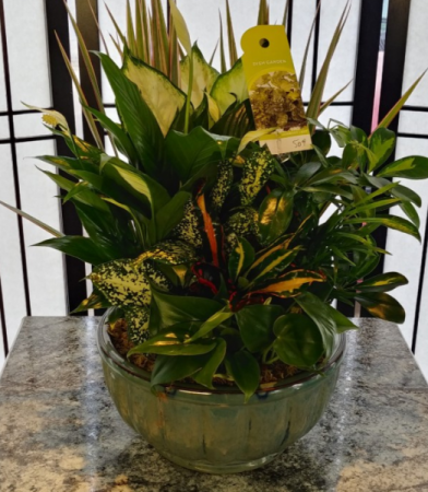 8" Rock Dish Garden Green Plants