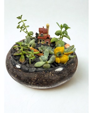 10" Round Succulent Glass Dishgarden Succulent