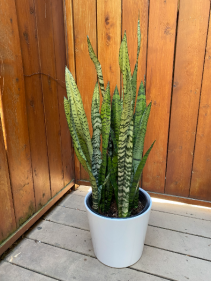 8" and 10"   Sanseveria Plants 
