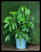 10" Schefflera  ‘Amate’
