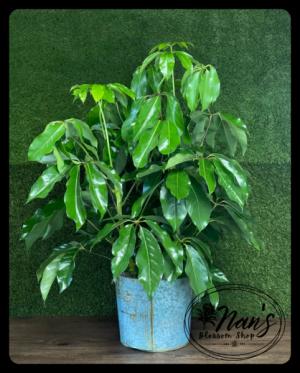 10" Schefflera  ‘Amate’