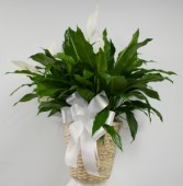10" Spath (Peace Lily) in Wicker Basket 