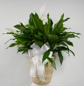 10" Spath (Peace Lily) in Wicker Basket 