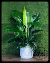 10" Spathiphyllum 'Sensation' 