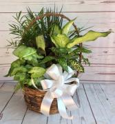 10" Wicker with bow Dish Gardens