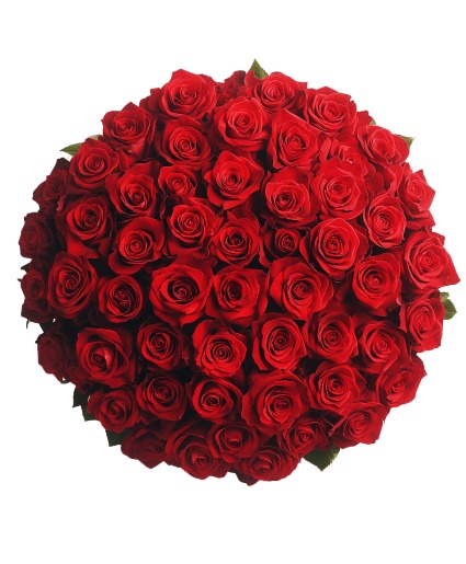 Century of Love Roses