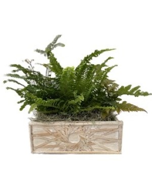 11" Fern Garden Plant