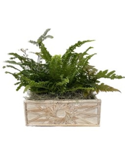 11" Fern Garden Plant