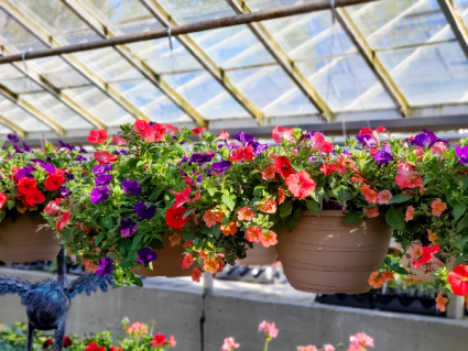 12" Annual Hanging Basket 