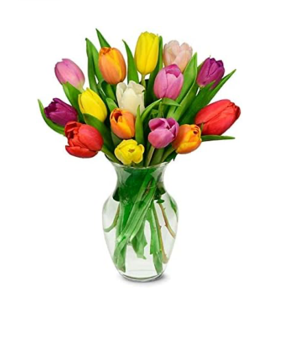 Tulips  