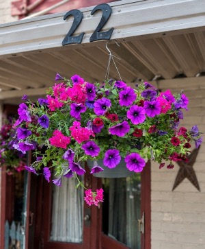 12” Blooming combo hanging basket  Blooming hanging basket 