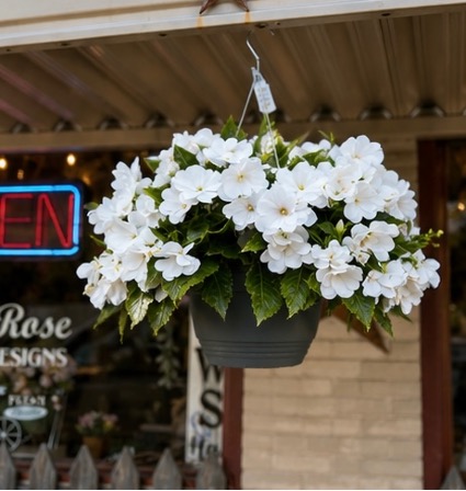 12” Blooming Impatiens  Hanging basket 