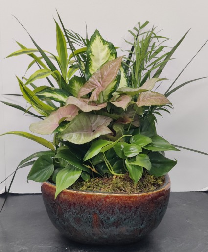 12" Disgarden Plant