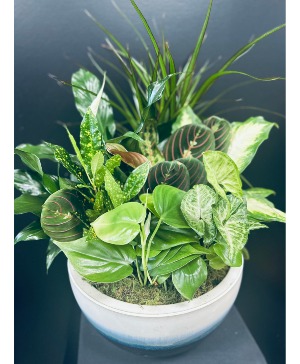 12" Dish Garden 