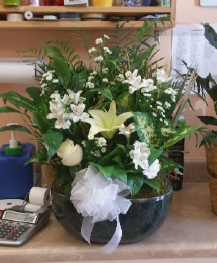12" Dish garden plant