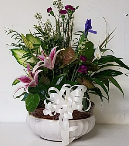 14" Dish garden Plant