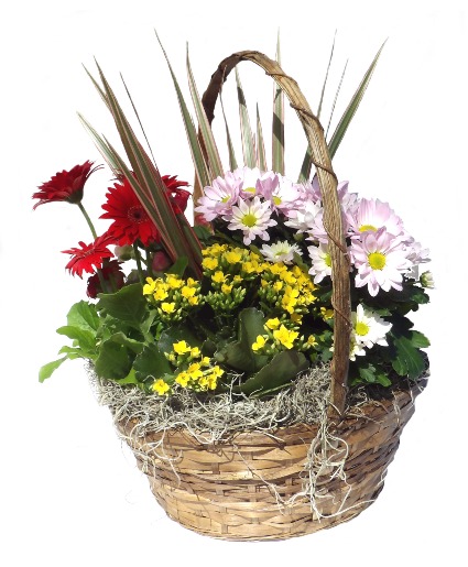 12"  Euro Garden Assorted plants and flowering plants