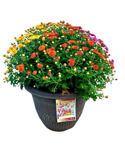 13" Fall Annual Tri-Color Mum 