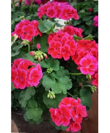 12" Geranium Outdoor Hanging Basket in Osage, IA | Osage Floral & Gifts