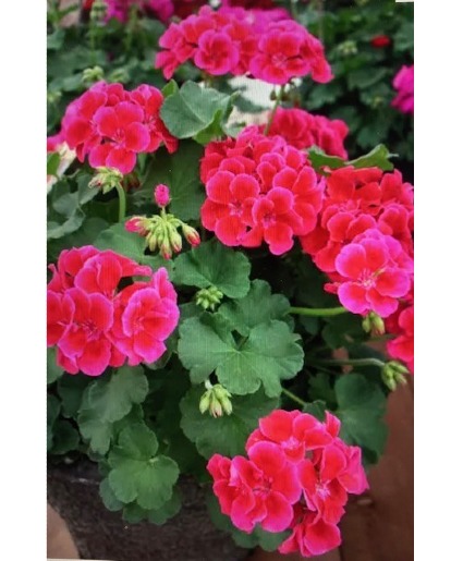 12" Geranium Outdoor Hanging Basket