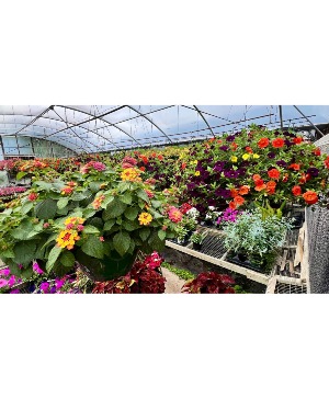 12" Hanging Basket- Sunny 