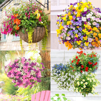 wildflower seed packets bulk Arizona Wildflower Seed Mix main image 1