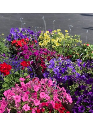 12" Premium Hanging Basket 