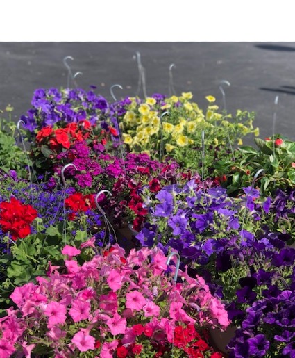 12" Premium Hanging Basket 