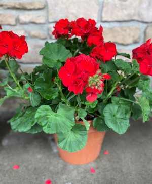 12" RED GERANIUM OUTDOOR PLANT