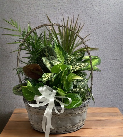 12" Wicker with Bow 