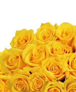 12 yellow roses black paper  