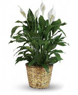 12in peace lily  